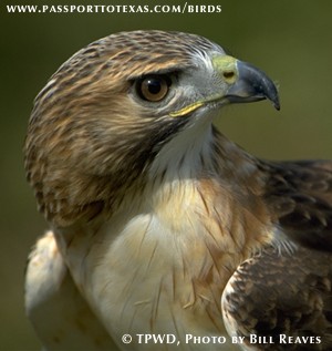 Mary Ann Parker redtailedhawk