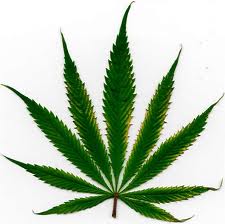 marijuana-leaf