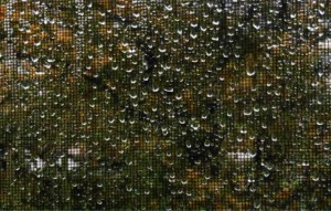 Scattered Drops of Rain