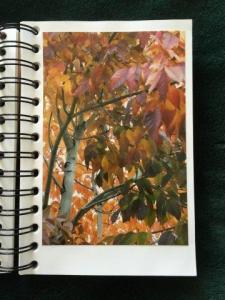 "All these leaves are from the same tree"